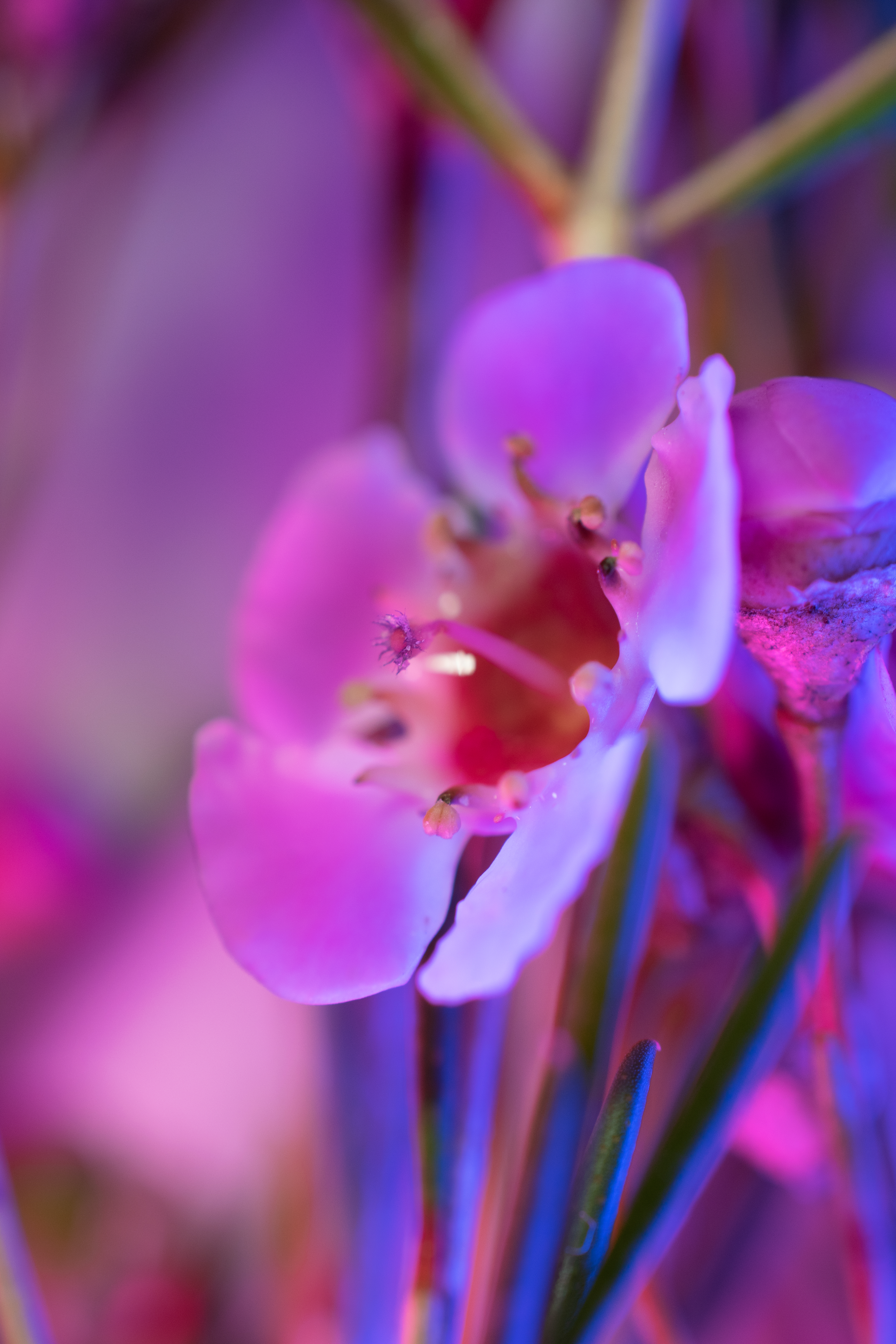 A macro photo of a geraldton wax flower with pink lights